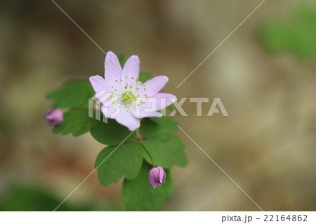 バイカカラマツ 22164862