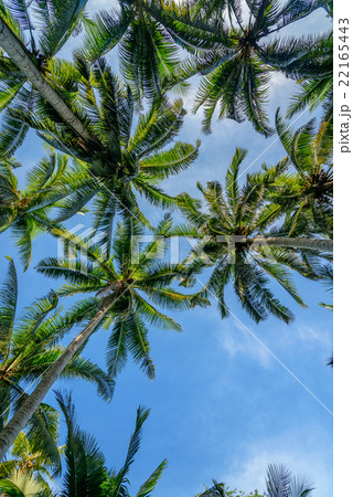 Palm trees in tropical forest Palm trees in tropical forest 22165443