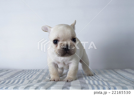 可愛いフレンチブルドッグの仔犬の写真素材