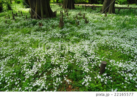 4月花　オオアマナ・ユリ科05群生地 22165577