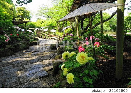 4月花 ボタン・ボタン科145鶴岡八幡宮・神苑ぼたん庭園の写真素材