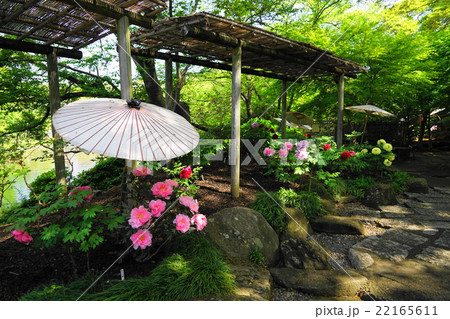 4月花　ボタン・ボタン科150鶴岡八幡宮・神苑ぼたん庭園 22165611