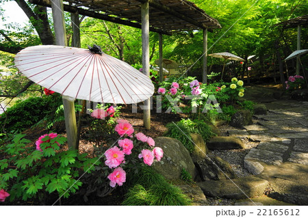 4月花　ボタン・ボタン科151鶴岡八幡宮・神苑ぼたん庭園 22165612