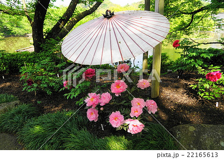 4月花　ボタン・ボタン科152鶴岡八幡宮・神苑ぼたん庭園 22165613