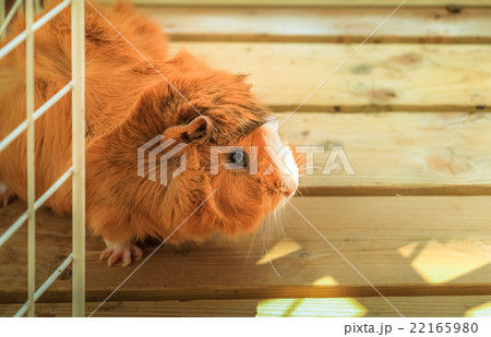 モルモット アビシニアン 巻き毛の写真素材