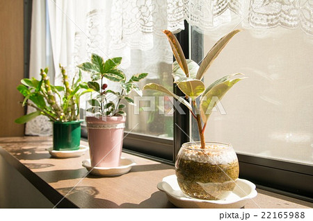 窓際の観葉植物の写真素材