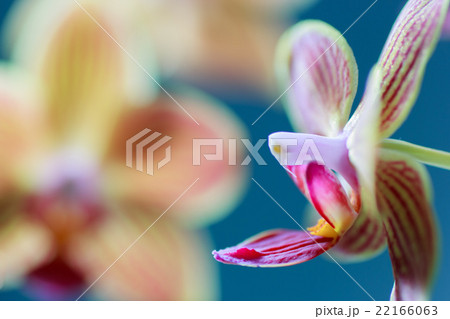 胡蝶蘭 胡蝶蘭 22166063