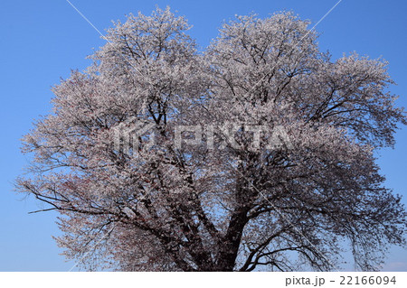 大坪の一本桜 (宮崎県東諸県群国富町) 大坪の一本桜 (宮崎県東諸県群国富町) 22166094