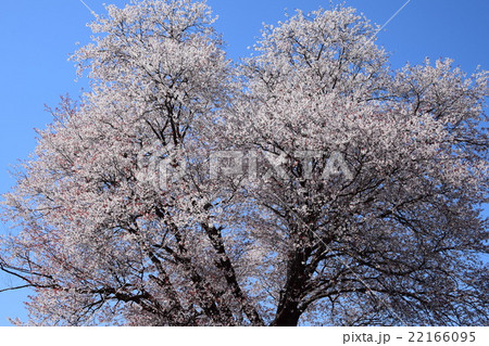 大坪の一本桜 （宮崎県東諸県群国富町） 22166095