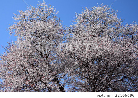 大坪の一本桜 (宮崎県東諸県群国富町) 大坪の一本桜 (宮崎県東諸県群国富町) 22166096