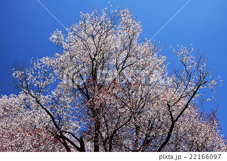 大坪の一本桜 (宮崎県東諸県群国富町) 大坪の一本桜 (宮崎県東諸県群国富町) 22166097