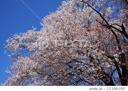 大坪の一本桜 (宮崎県東諸県群国富町) 大坪の一本桜 (宮崎県東諸県群国富町) 22166100