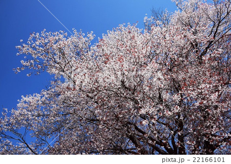 大坪の一本桜 (宮崎県東諸県群国富町) 大坪の一本桜 (宮崎県東諸県群国富町) 22166101