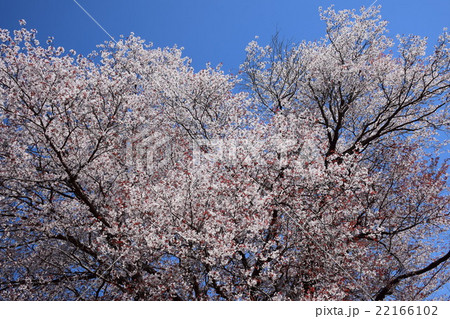 大坪の一本桜 (宮崎県東諸県群国富町) 大坪の一本桜 (宮崎県東諸県群国富町) 22166102