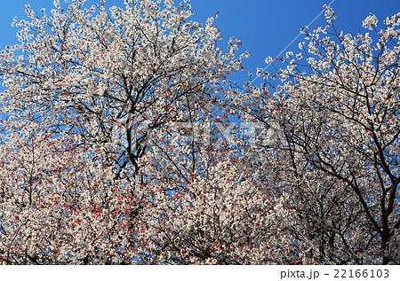 大坪の一本桜 (宮崎県東諸県群国富町) 大坪の一本桜 (宮崎県東諸県群国富町) 22166103