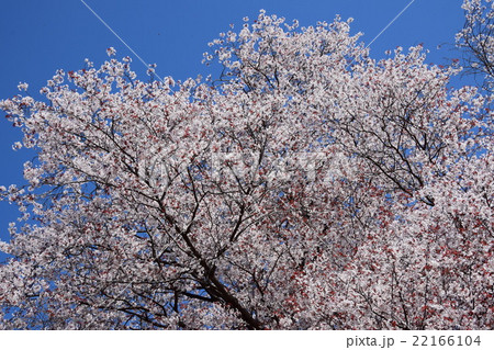 大坪の一本桜 （宮崎県東諸県群国富町） 22166104