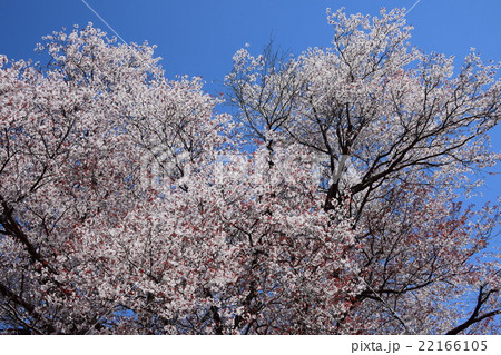 大坪の一本桜 (宮崎県東諸県群国富町) 大坪の一本桜 (宮崎県東諸県群国富町) 22166105
