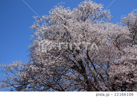 大坪の一本桜 （宮崎県東諸県群国富町） 22166106