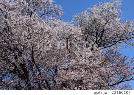 大坪の一本桜 （宮崎県東諸県群国富町） 22166107