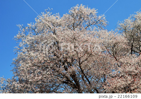 大坪の一本桜 （宮崎県東諸県群国富町） 22166109