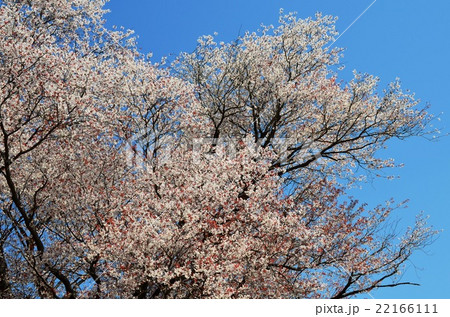 大坪の一本桜 （宮崎県東諸県群国富町） 22166111