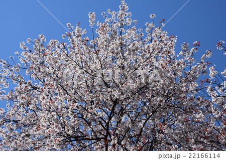 大坪の一本桜 （宮崎県東諸県群国富町） 22166114