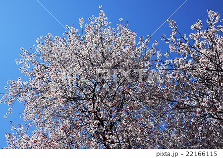 大坪の一本桜 （宮崎県東諸県群国富町） 22166115