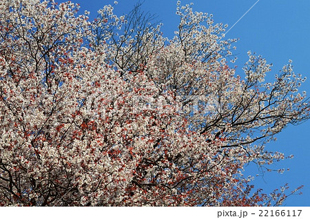 大坪の一本桜 （宮崎県東諸県群国富町） 22166117