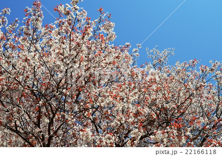 大坪の一本桜 （宮崎県東諸県群国富町） 22166118