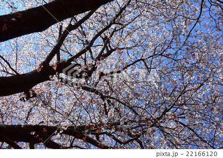 大坪の一本桜 (宮崎県東諸県群国富町) 大坪の一本桜 (宮崎県東諸県群国富町) 22166120