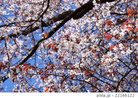 大坪の一本桜 （宮崎県東諸県群国富町） 22166122