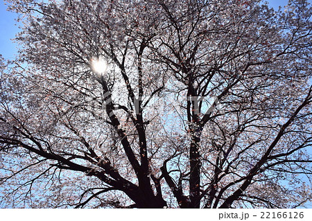大坪の一本桜 （宮崎県東諸県群国富町） 22166126