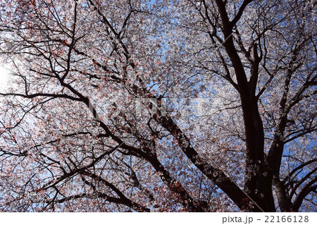 大坪の一本桜 （宮崎県東諸県群国富町） 22166128