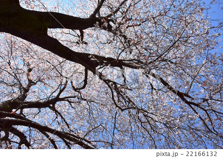 大坪の一本桜 (宮崎県東諸県群国富町) 大坪の一本桜 (宮崎県東諸県群国富町) 22166132