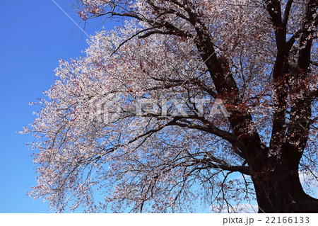 大坪の一本桜 （宮崎県東諸県群国富町） 22166133