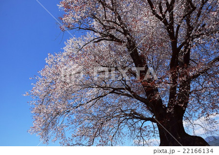 大坪の一本桜 （宮崎県東諸県群国富町） 22166134