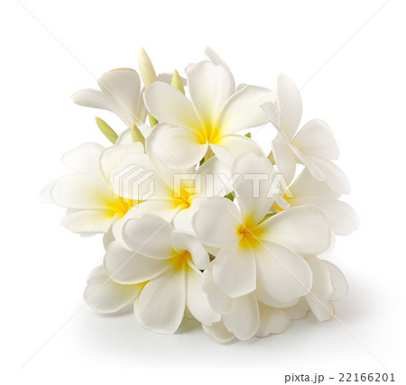 frangipani flower  22166201