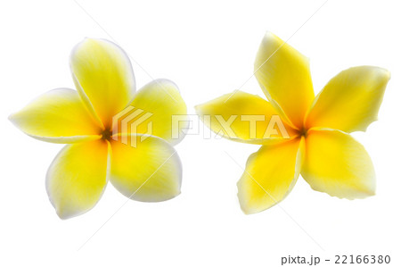 Tropical flowers frangipani (plumeria) Tropical flowers frangipani (plumeria) 22166380