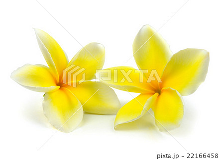 Tropical flowers frangipani (plumeria)  22166458