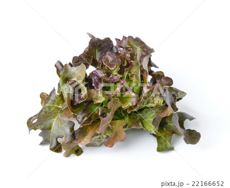lettuce isolated on white background 22166652