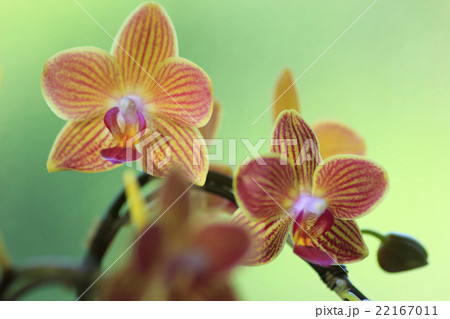ミニ胡蝶蘭 ミニ胡蝶蘭 22167011