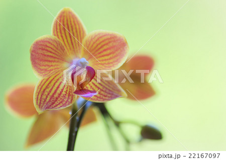 ミニ胡蝶蘭 ミニ胡蝶蘭 22167097