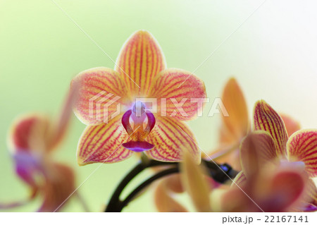 ミニ胡蝶蘭 22167141