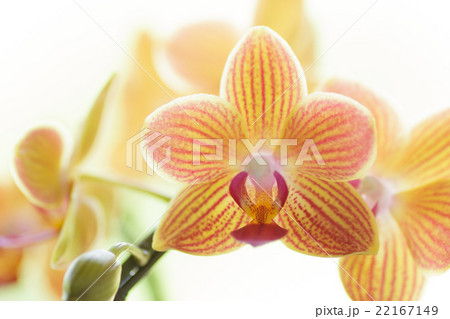 ミニ胡蝶蘭 22167149