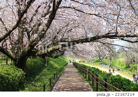 権現堂 桜のトンネル 権現堂 桜のトンネル 22167214