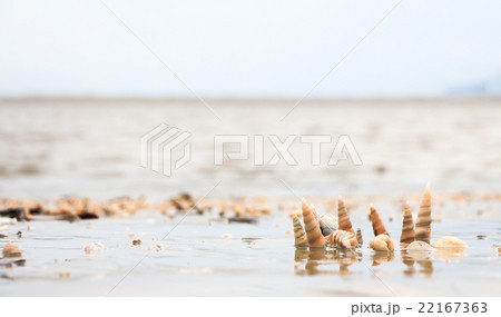 Shells on the beach background  22167363