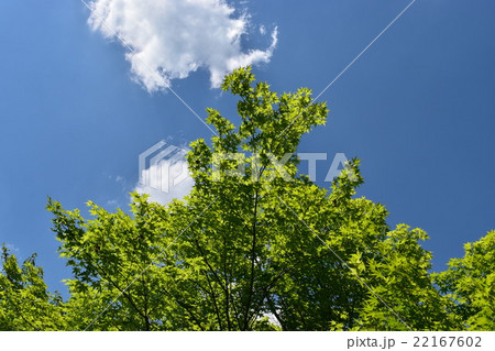 木と青空と雲 22167602