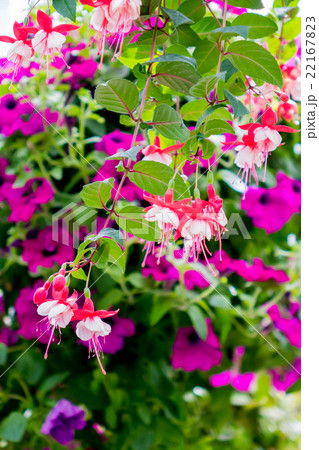 フクシア 22167823