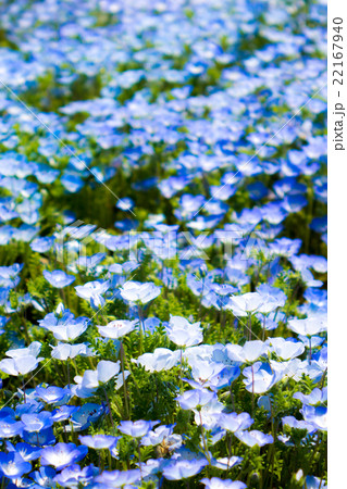 ネモフィラ ネモフィラ 22167940