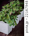 Oregano Seedling in Seedling Cups.  22167948